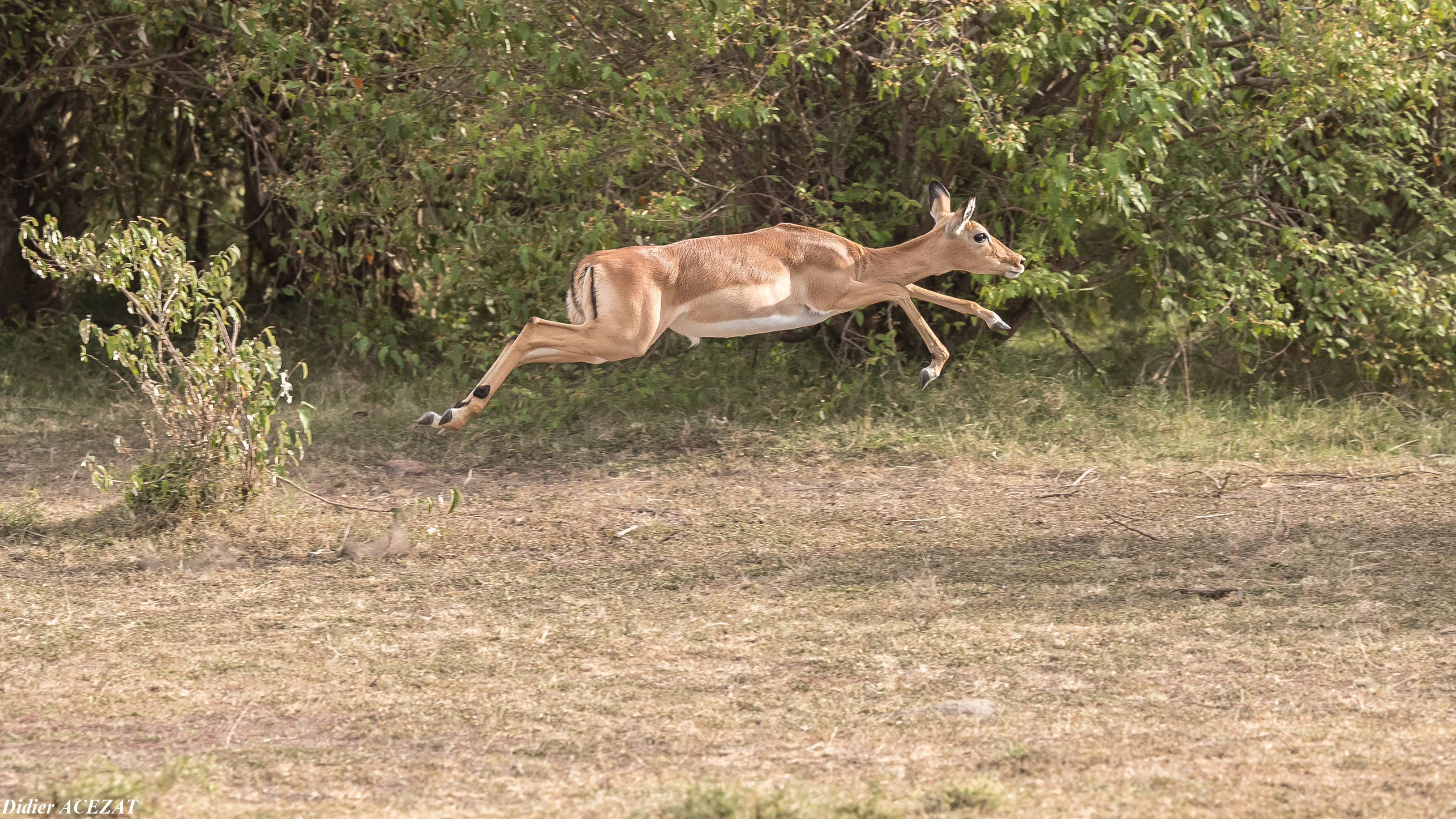 gazelle