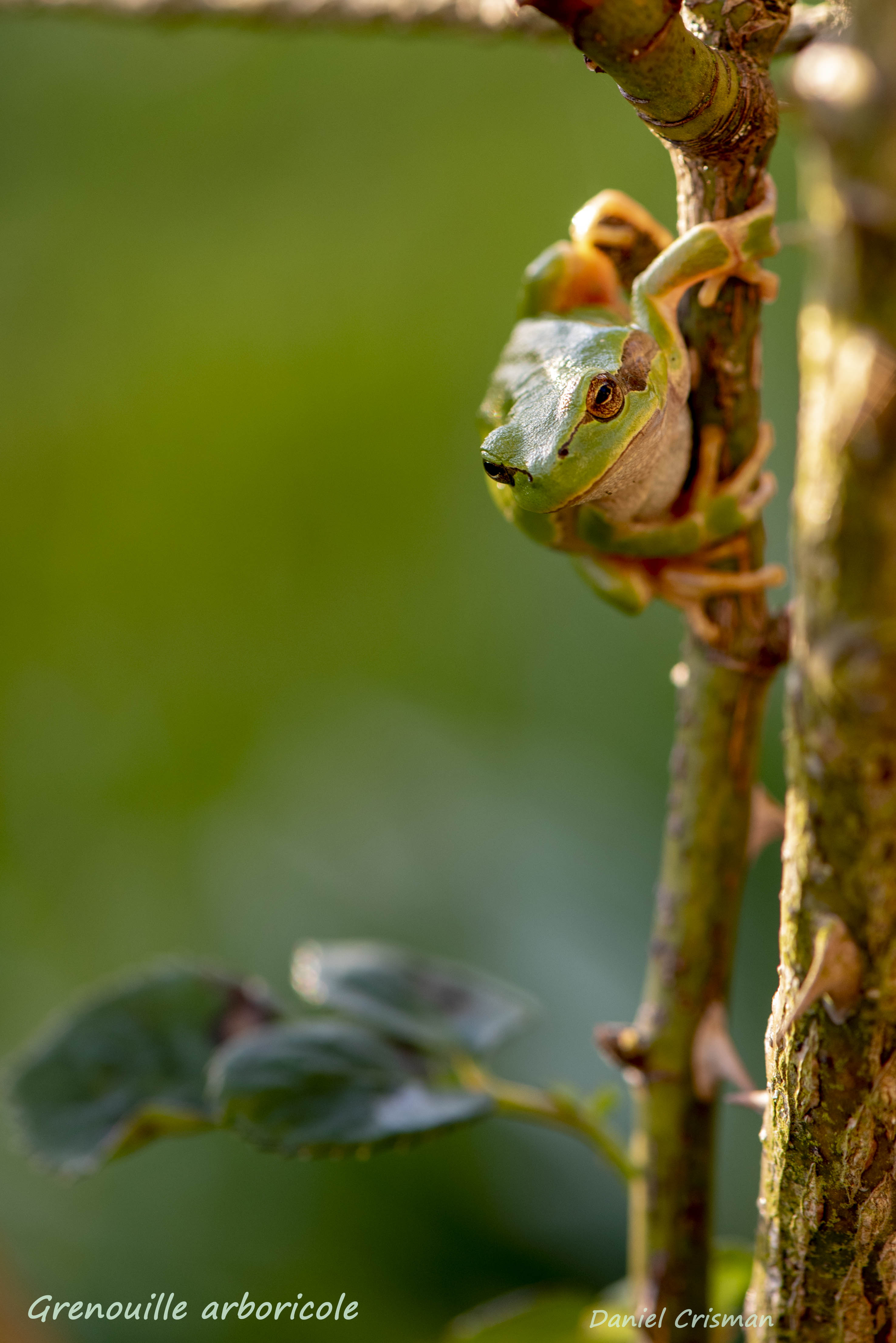 rainette arboricole