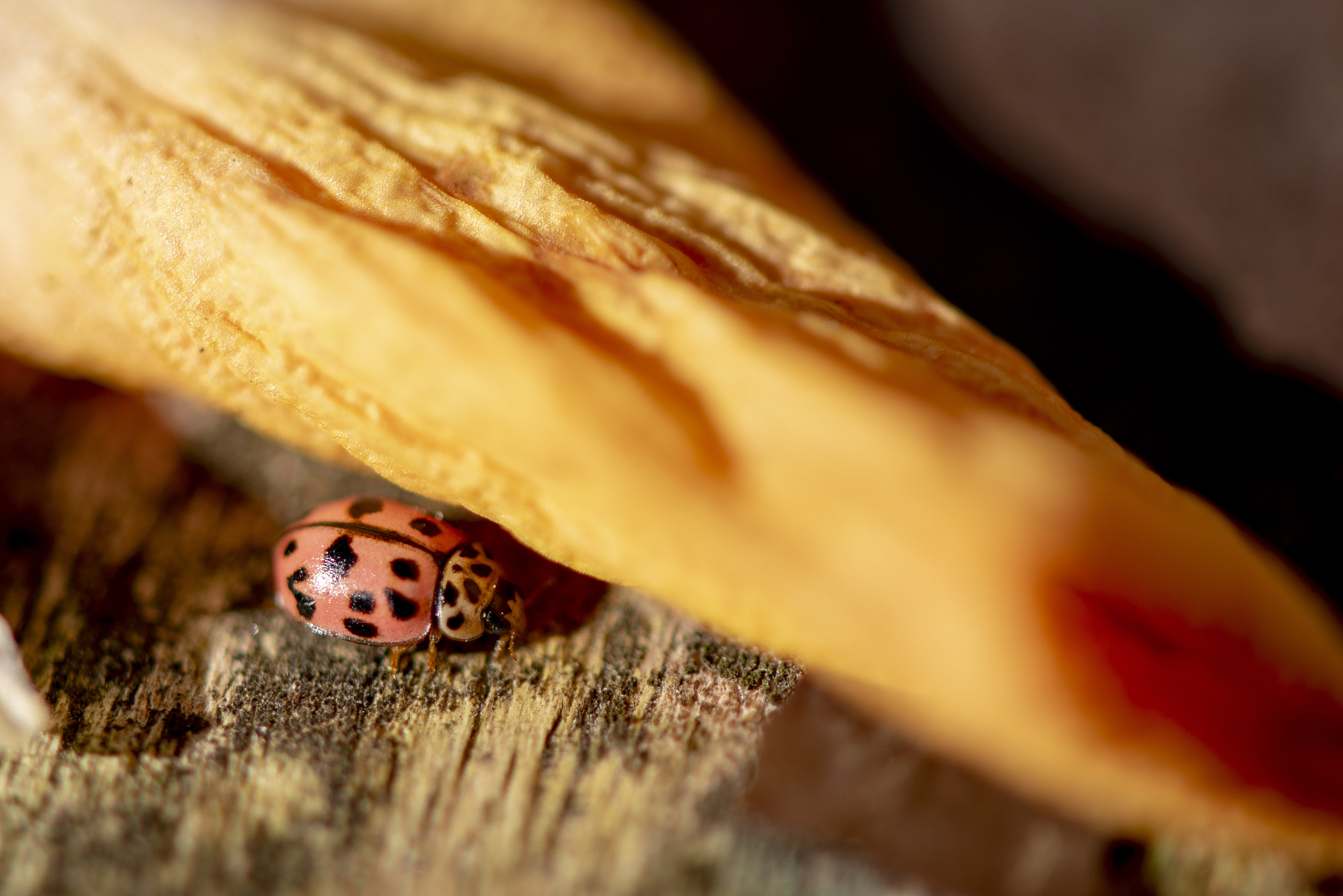 coccinelle