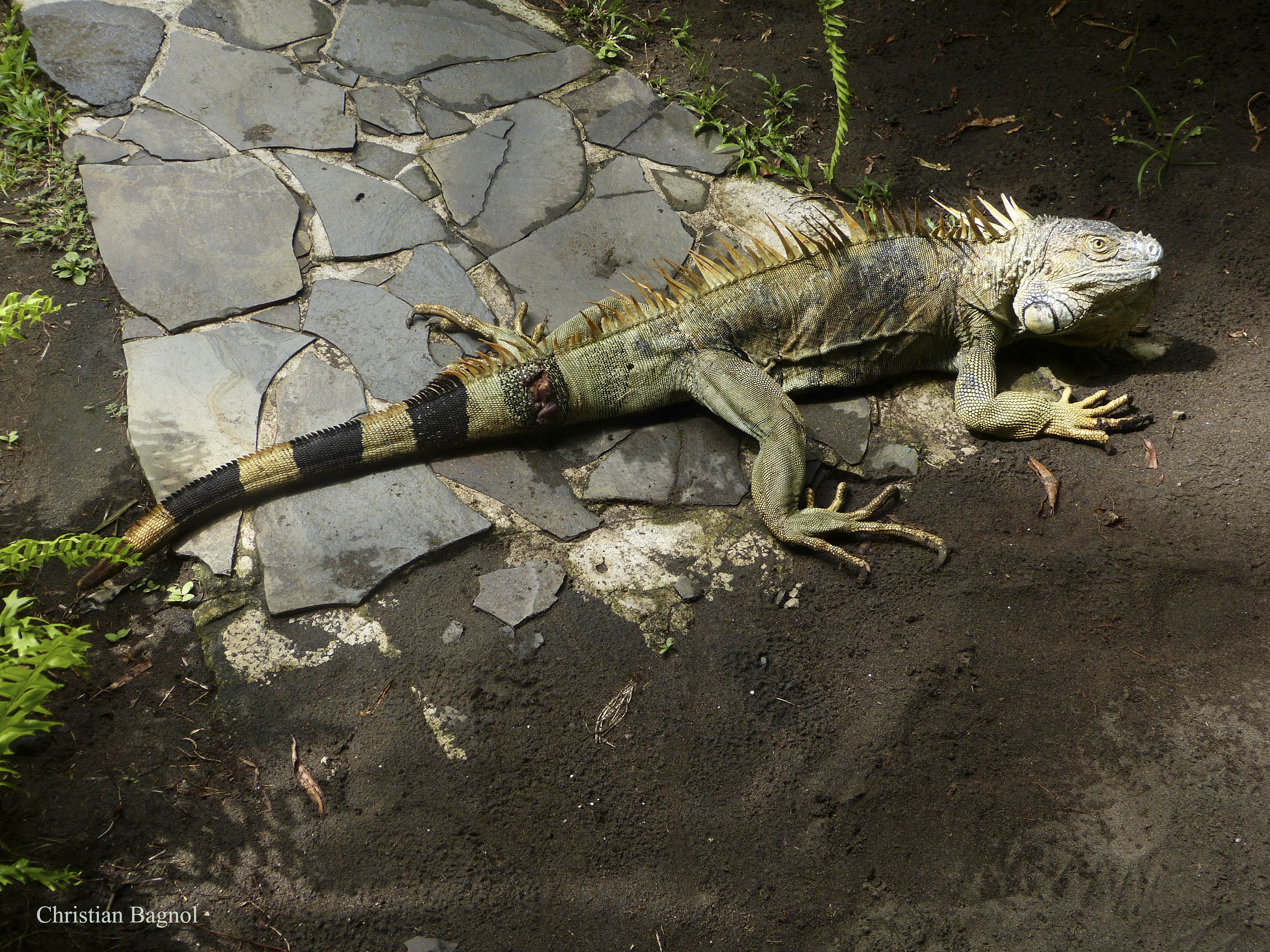 iguane