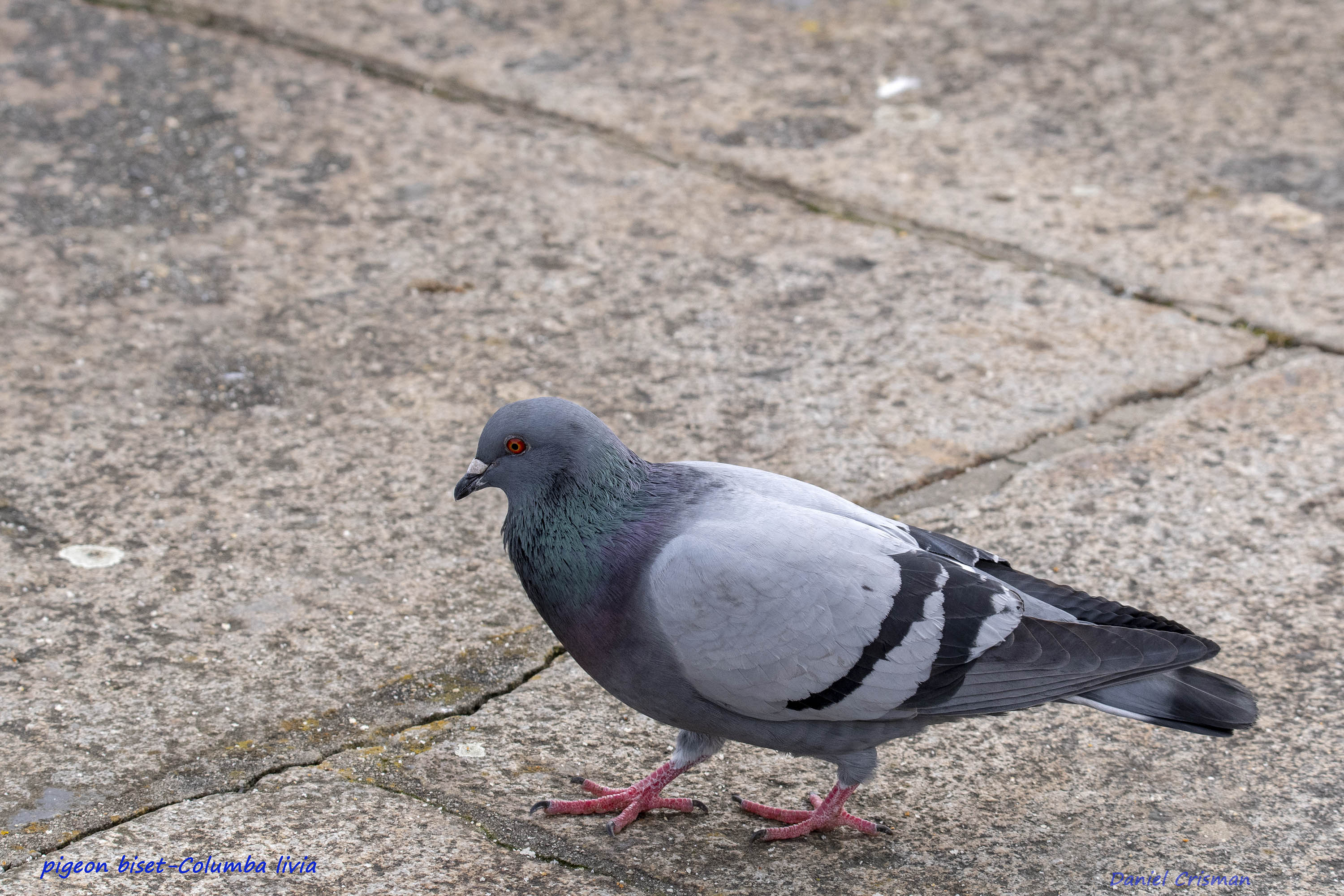 pigeon biset