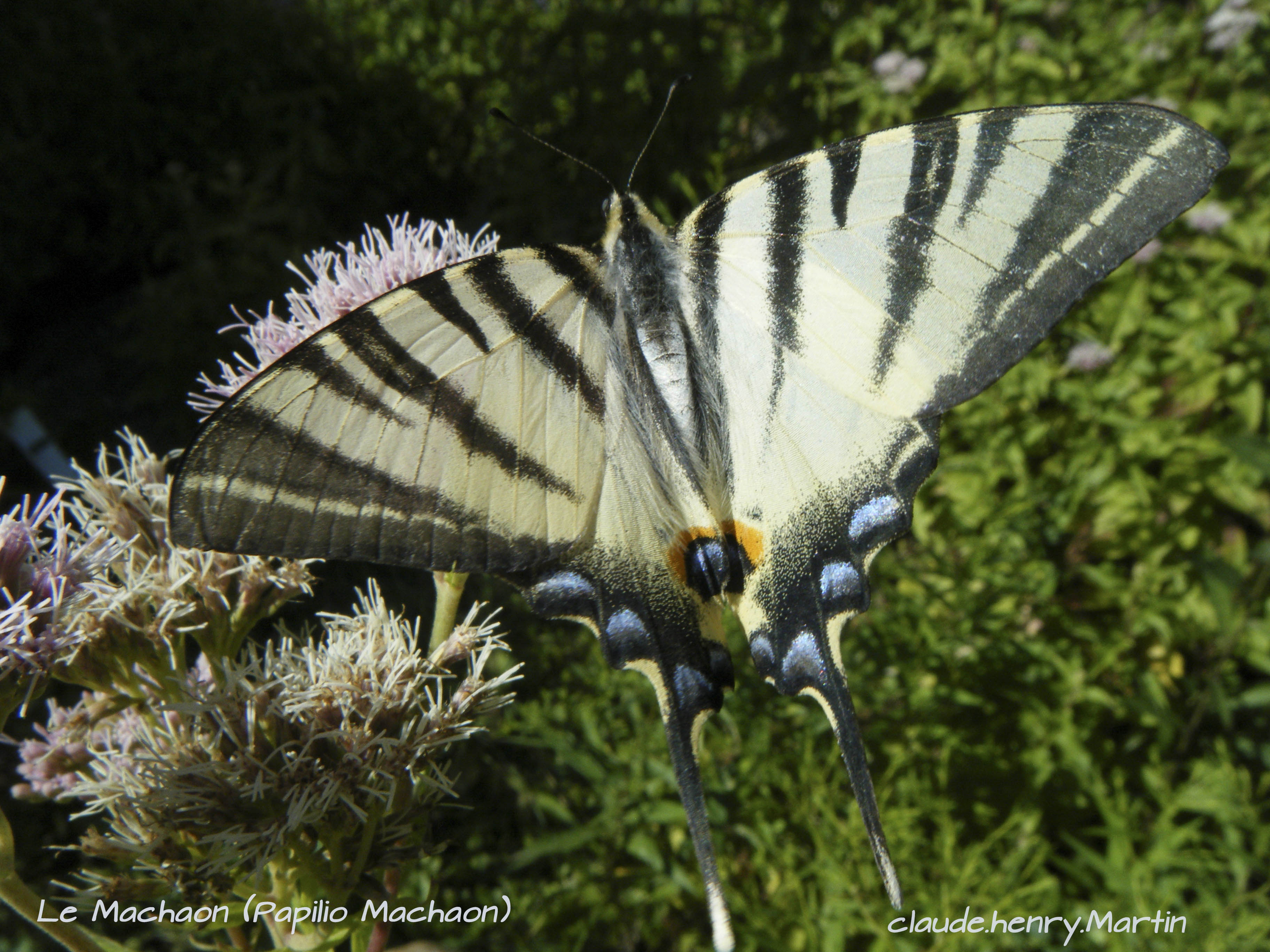 Le Machaon