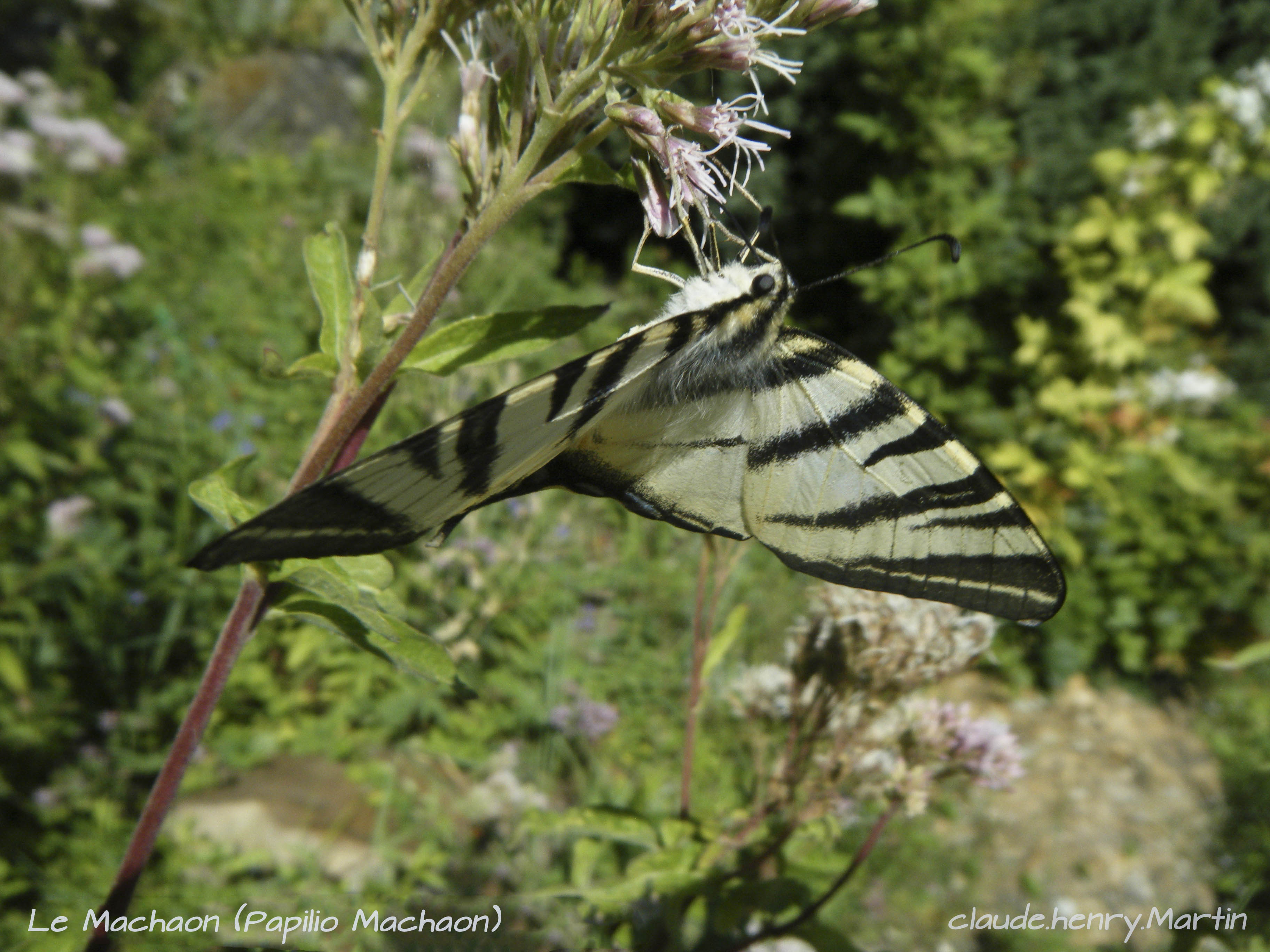 Le Machaon