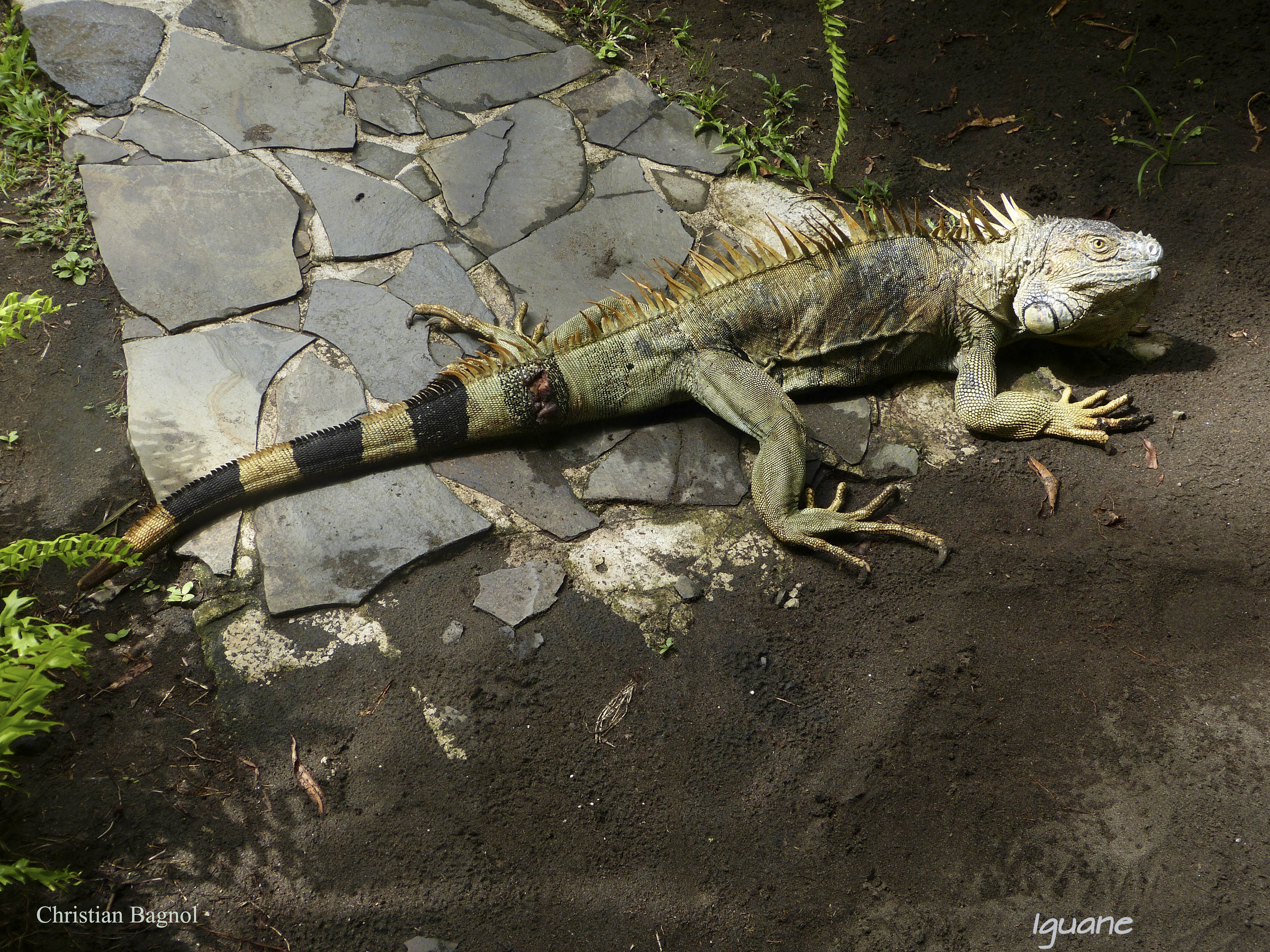 Iguane-2