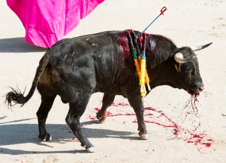 Dans les arènes d'Alès le samedi ... l'horreur ...